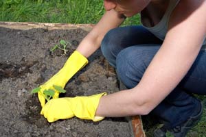 protect seedlings and young plants